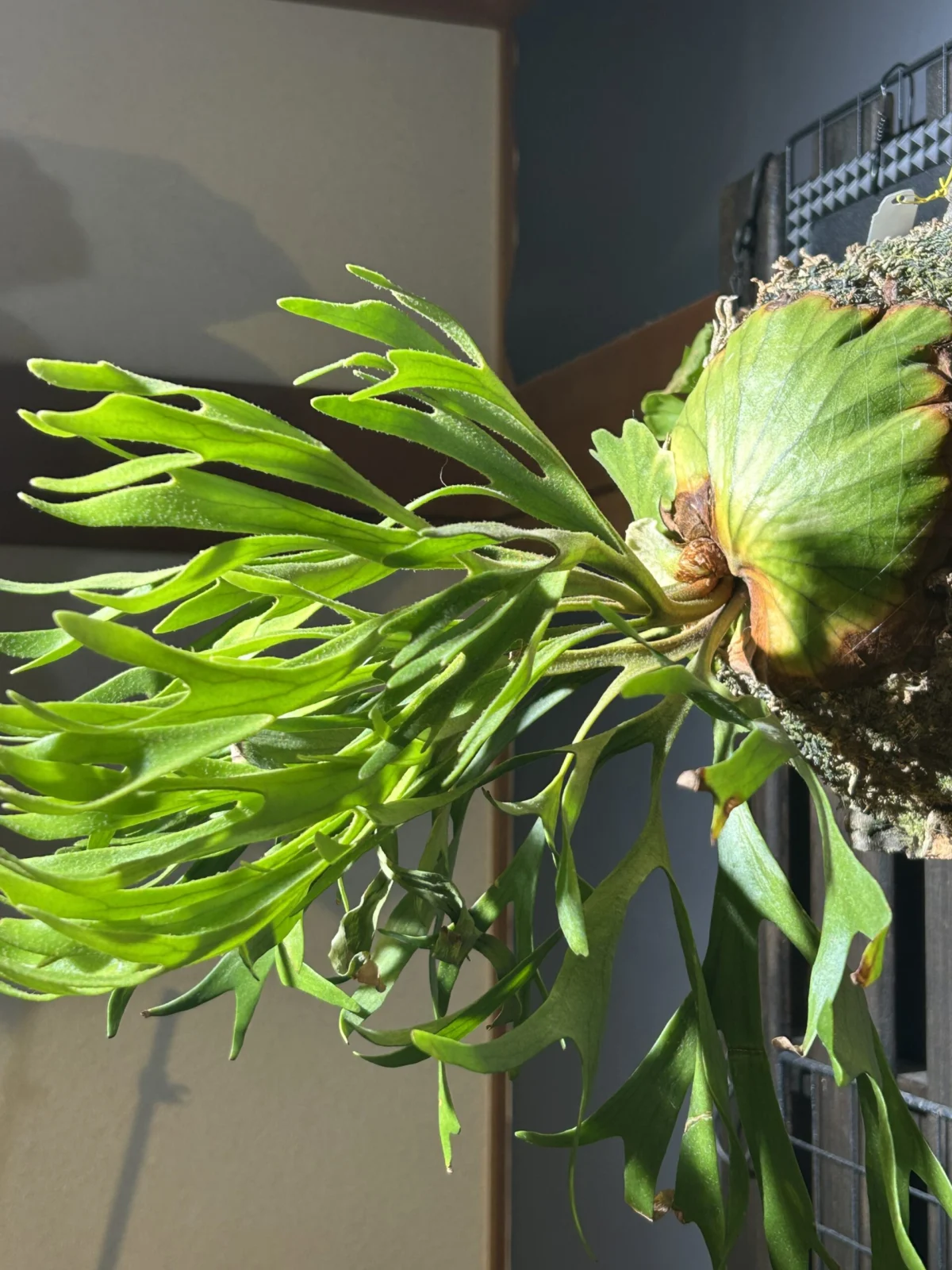 ビカクシダ　キッチャクード