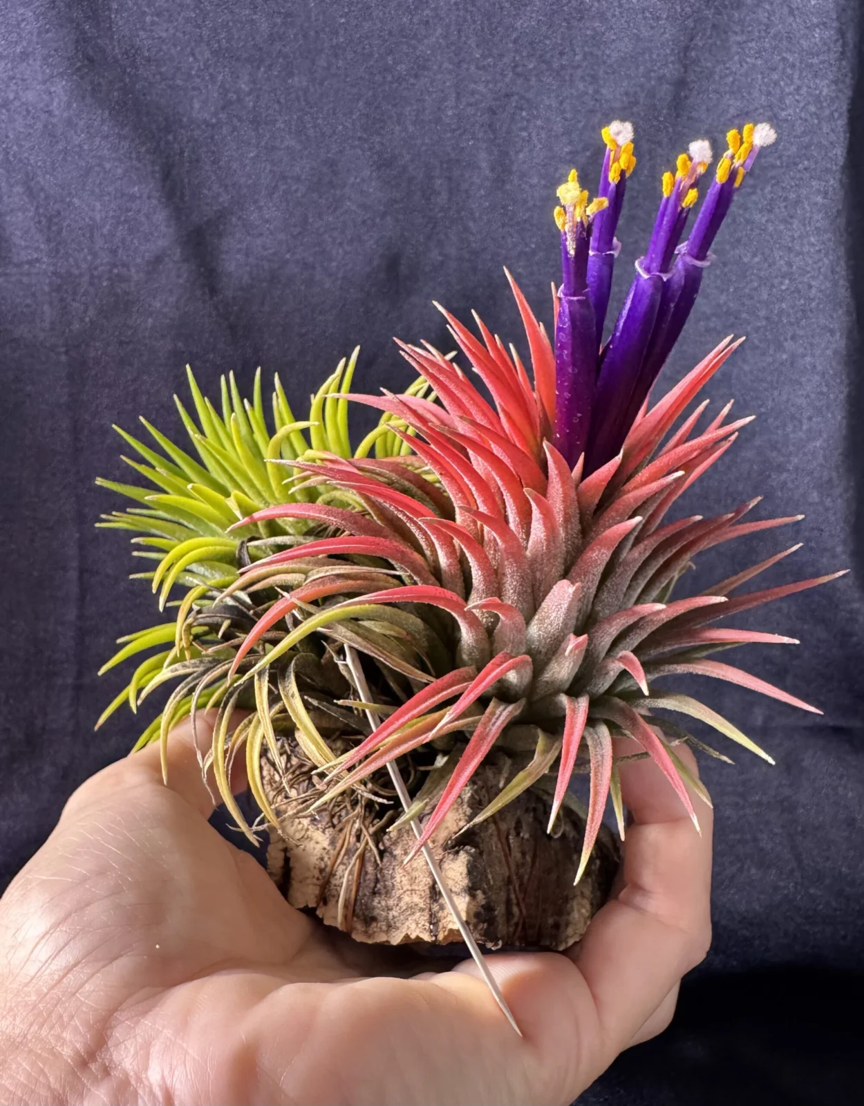 ティランジア　イオナンタ　エボリューション　花