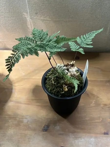 トキワシノブ 石化