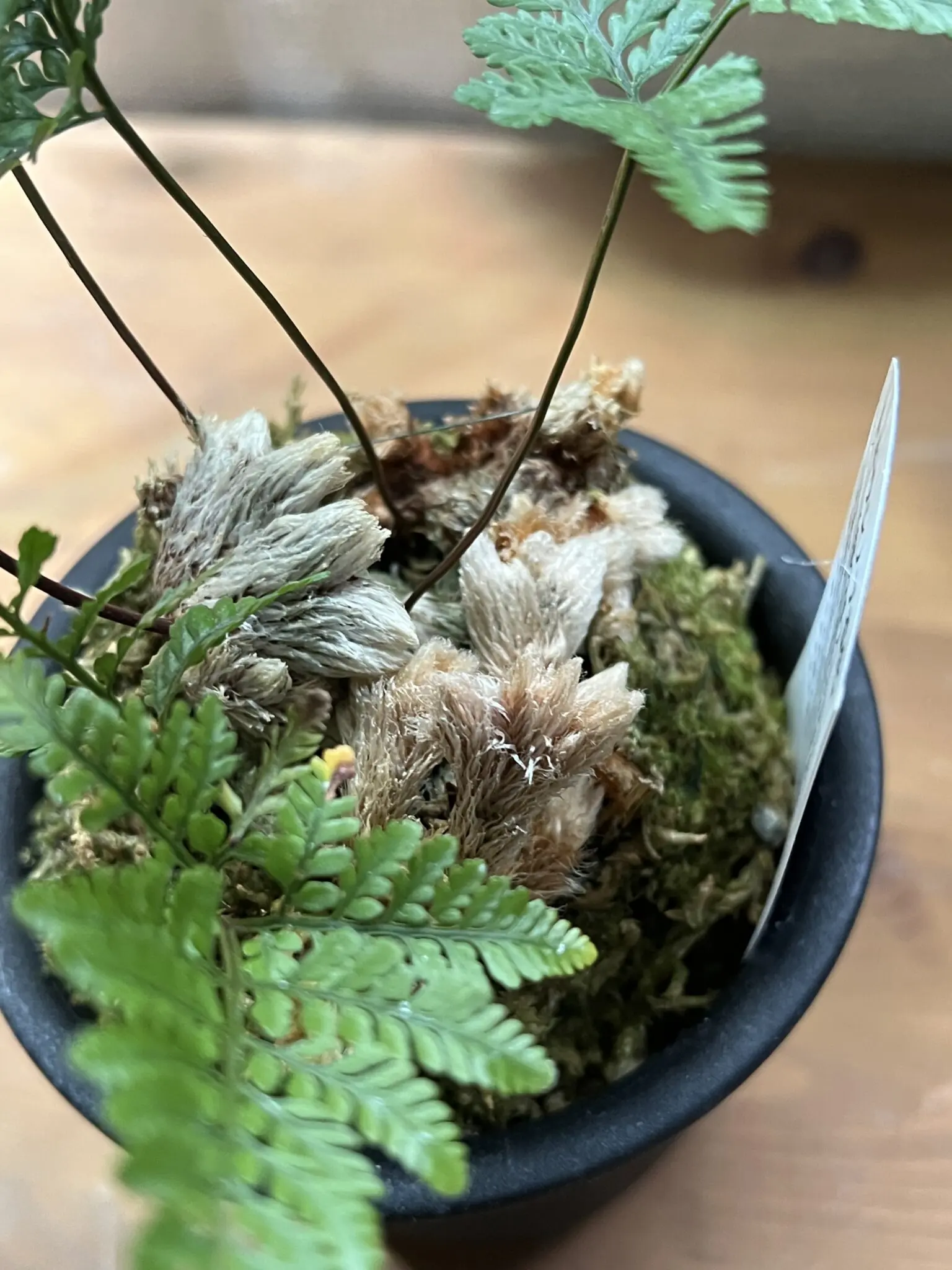 トキワシノブ 石化 根茎