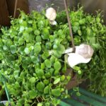 pokiriko02のアバター