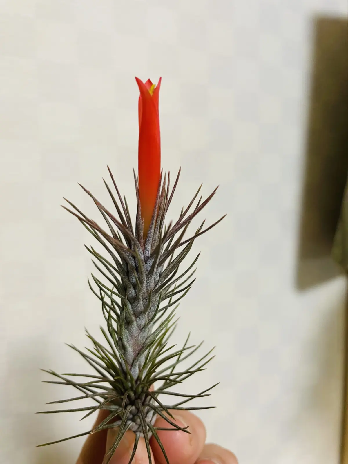 ティランジア フンキアナ 花