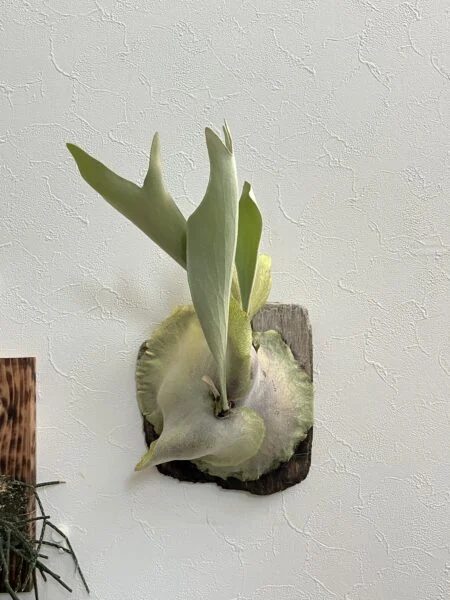ビカクシダ