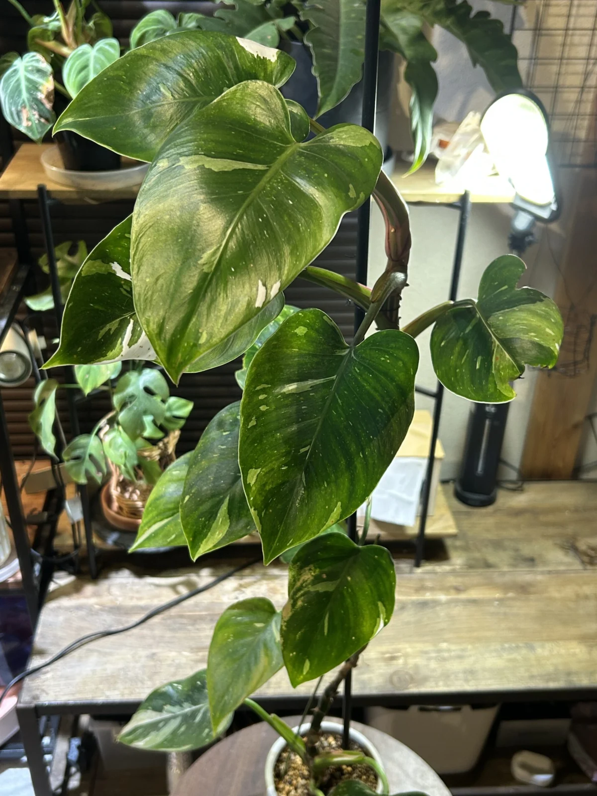 フィロデンドロン　ホワイトプリンセス