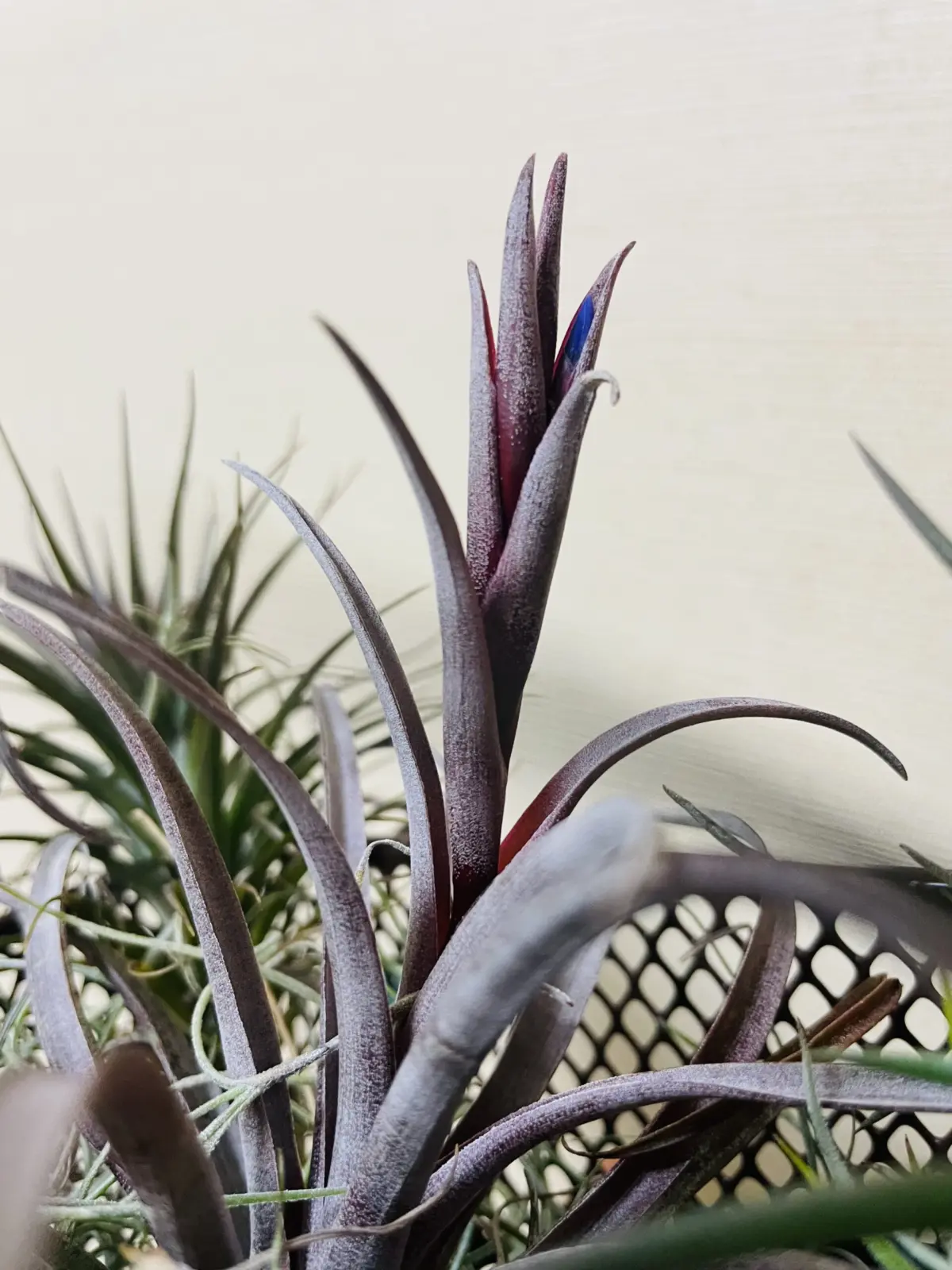 ティランジア　銅葉3種セット　花芽