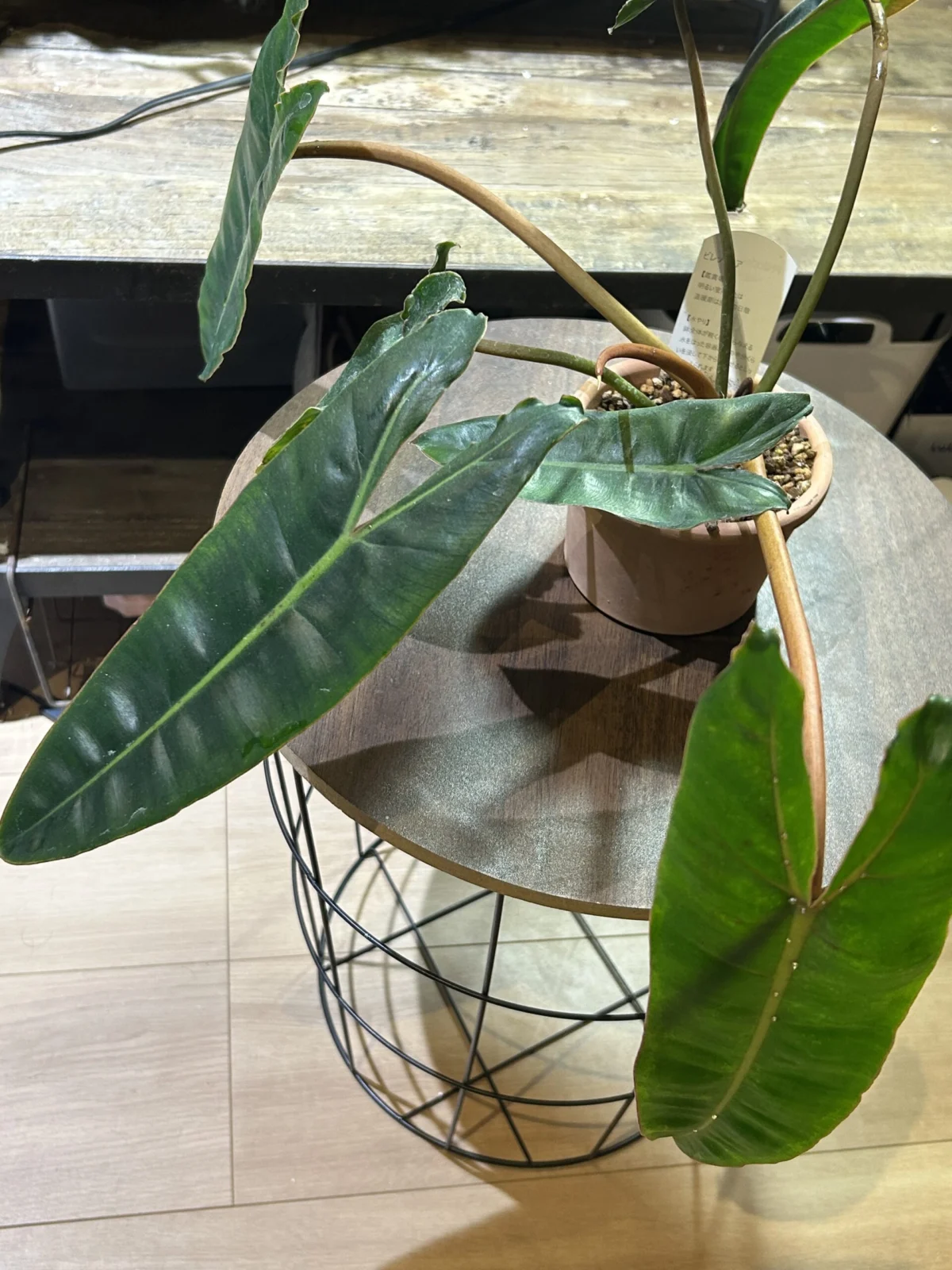 フィロデンドロン　ビレッティア