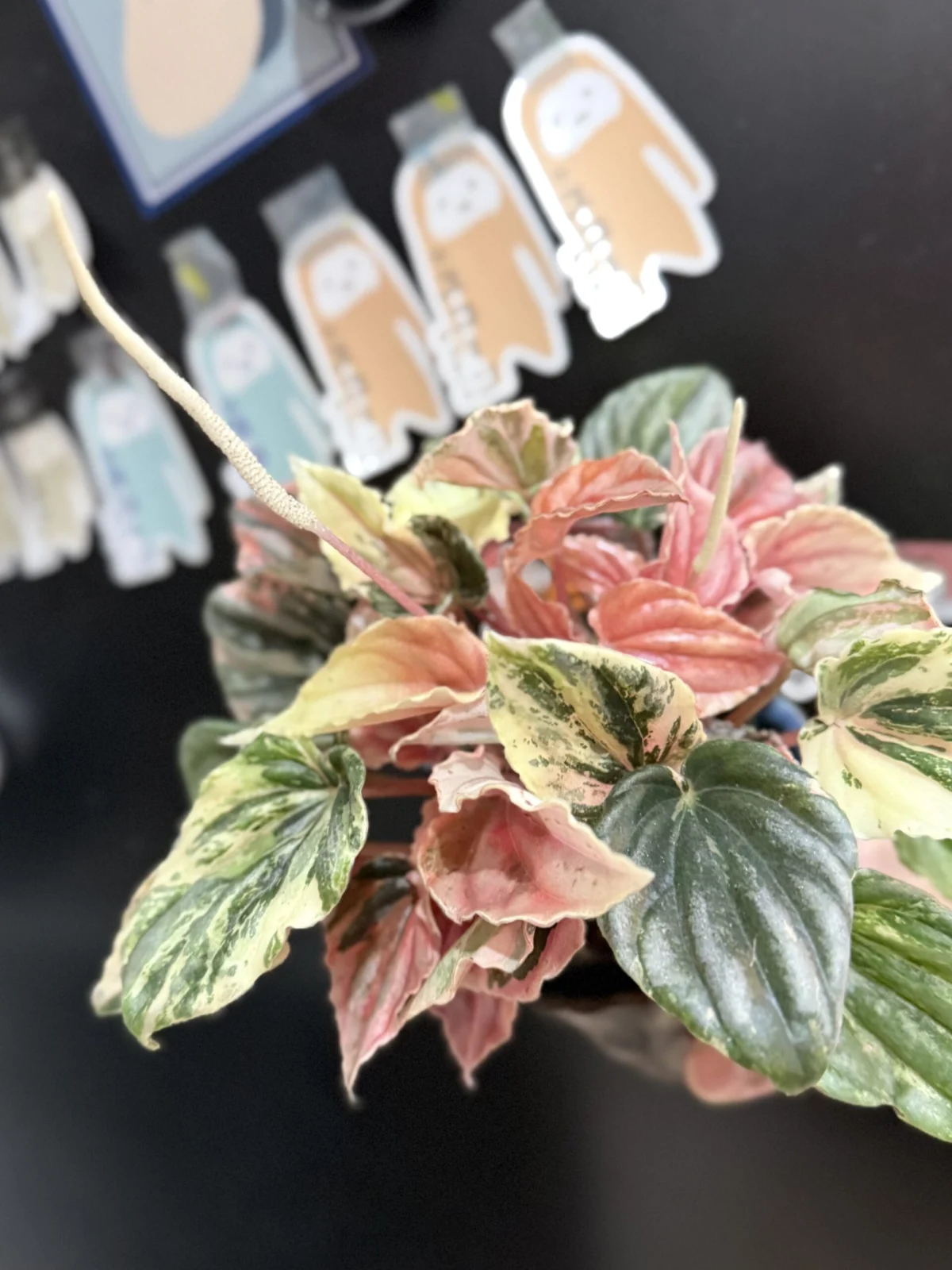 ペペロミア　ニューピンクレディ