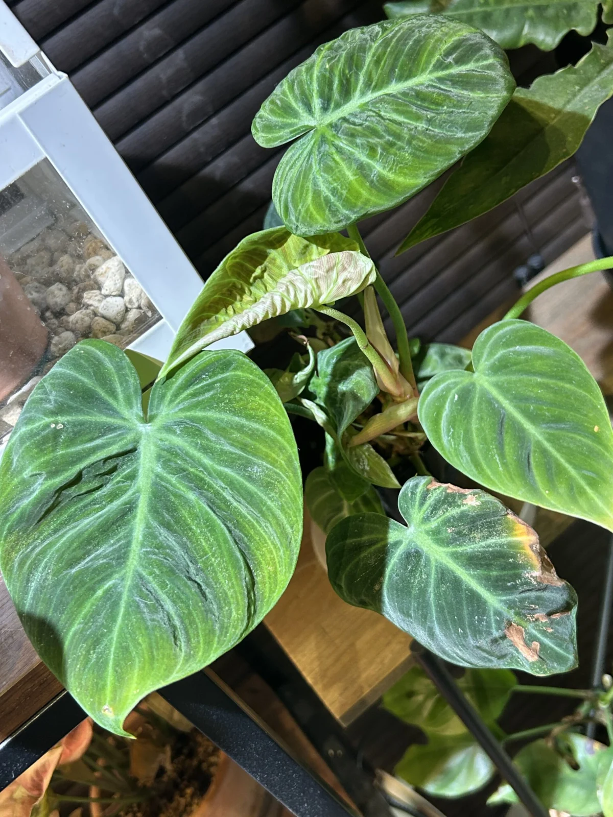 フィロデンドロン　エルチョコレッド