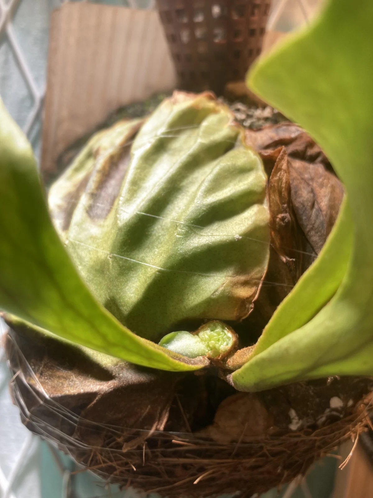 リドレイ　成長点　気持ち悪いやーつ　①