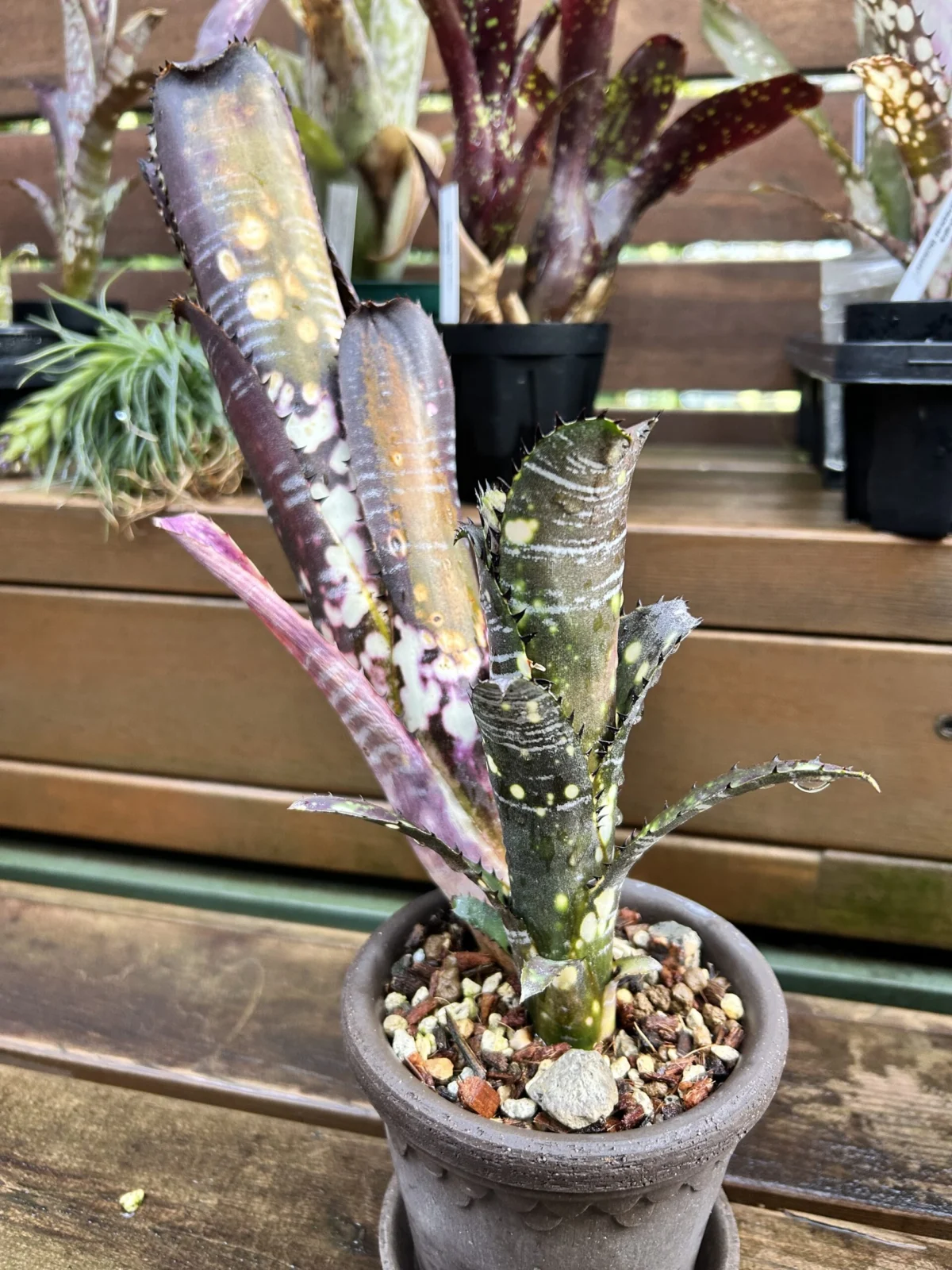 ビルベルギア　ヴィッタータ　ドミンゴスマルティンス