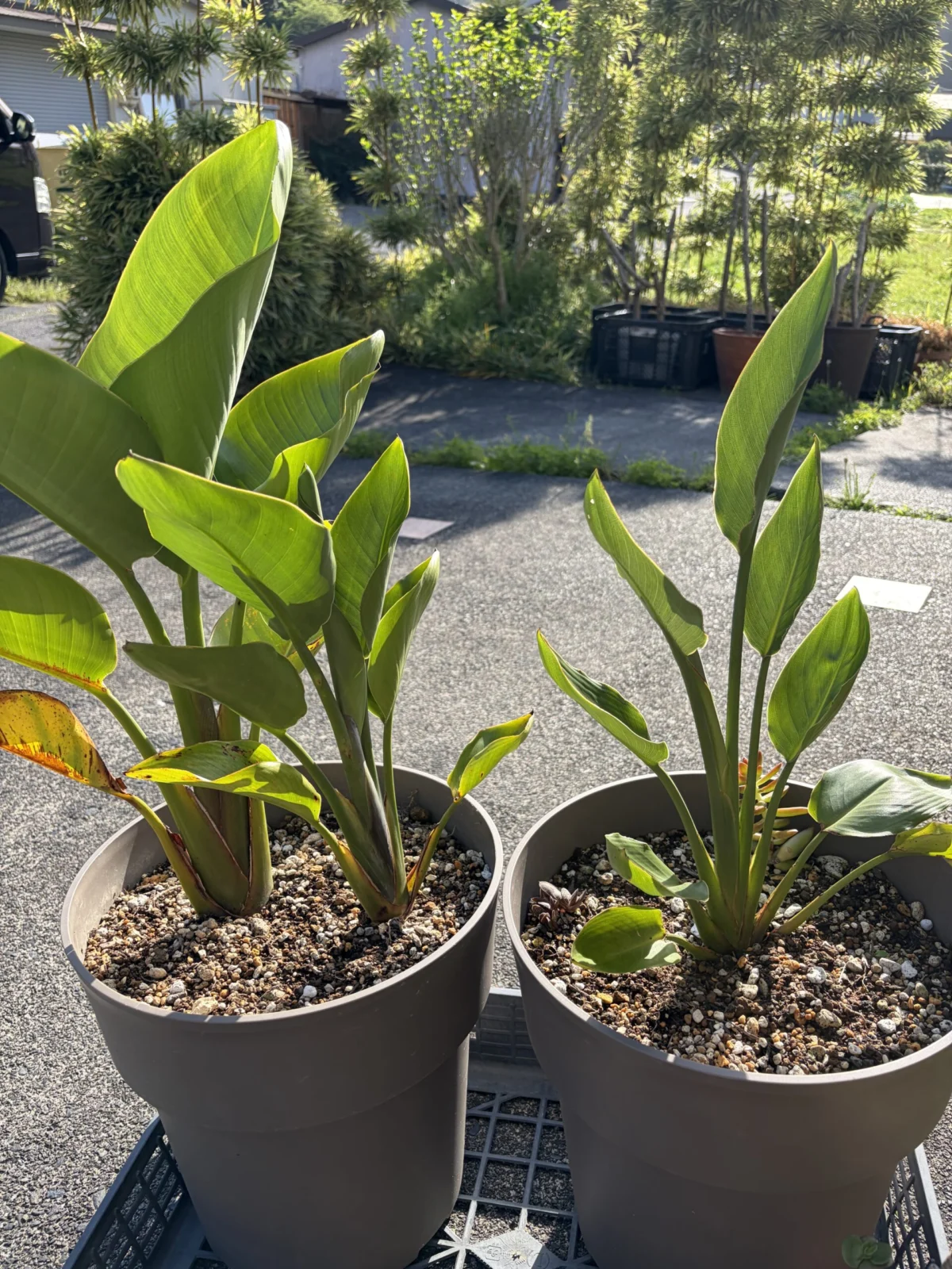 ストレチア　100均