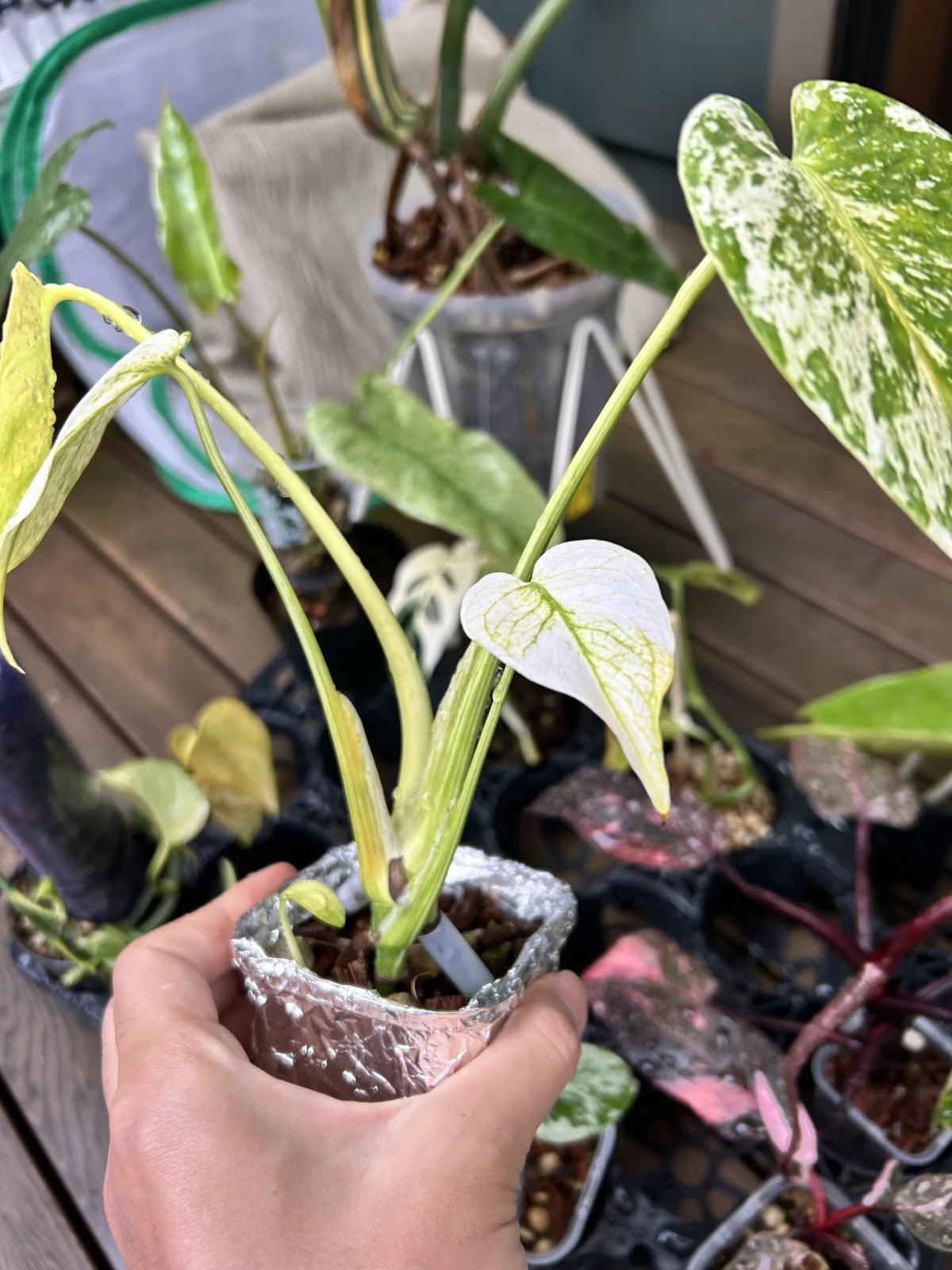 モンステラ　デリシオーサ　ミント