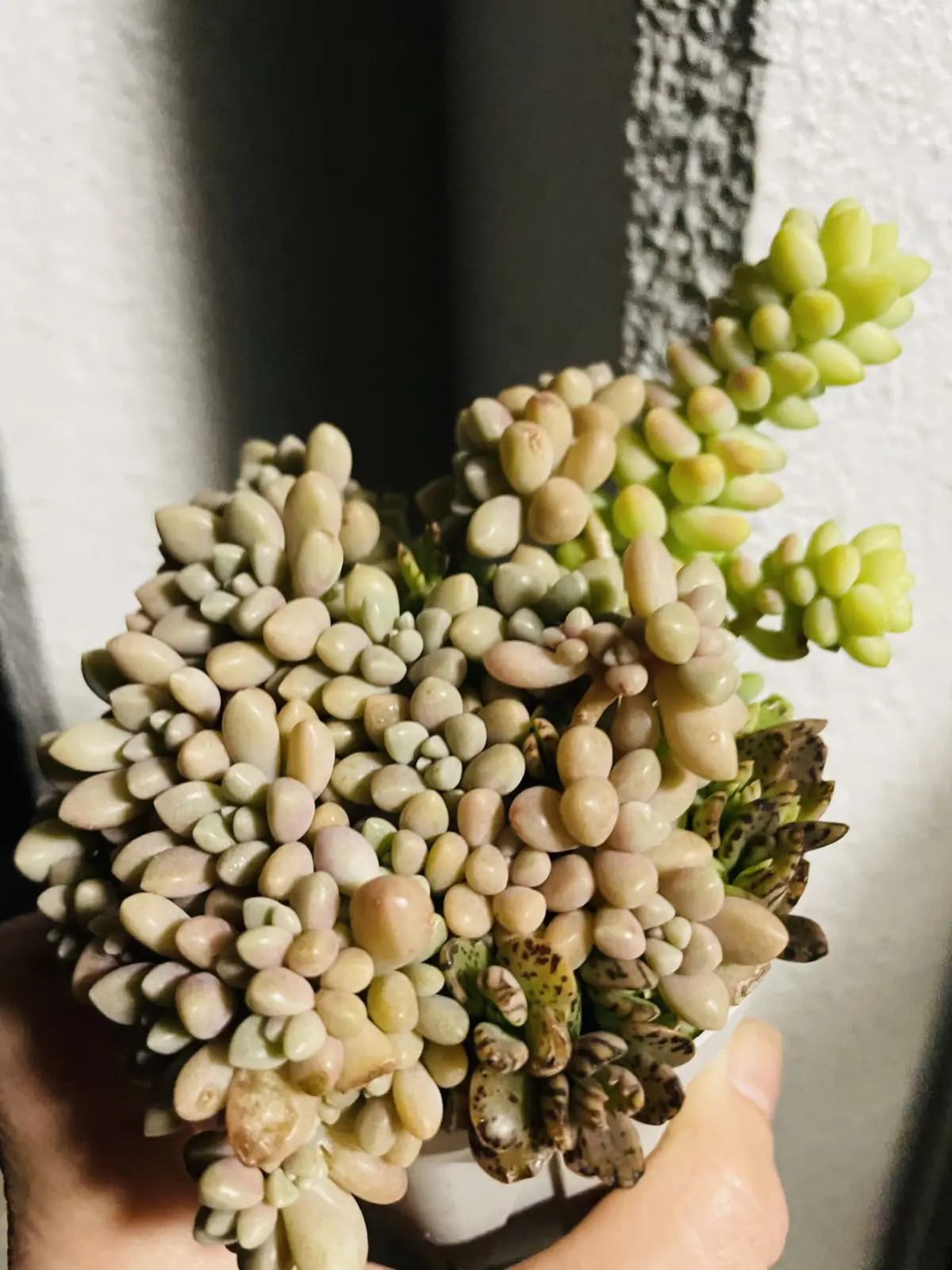 多肉　３種の多肉丼　