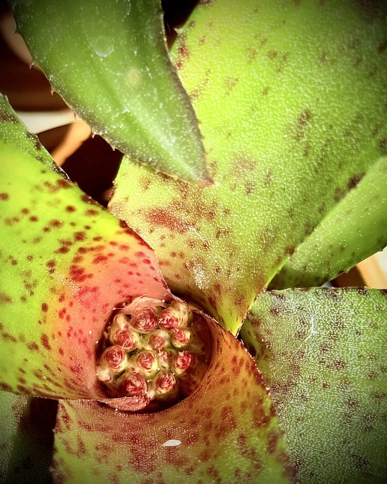 ネオレゲリア オーストラリアンペッパー