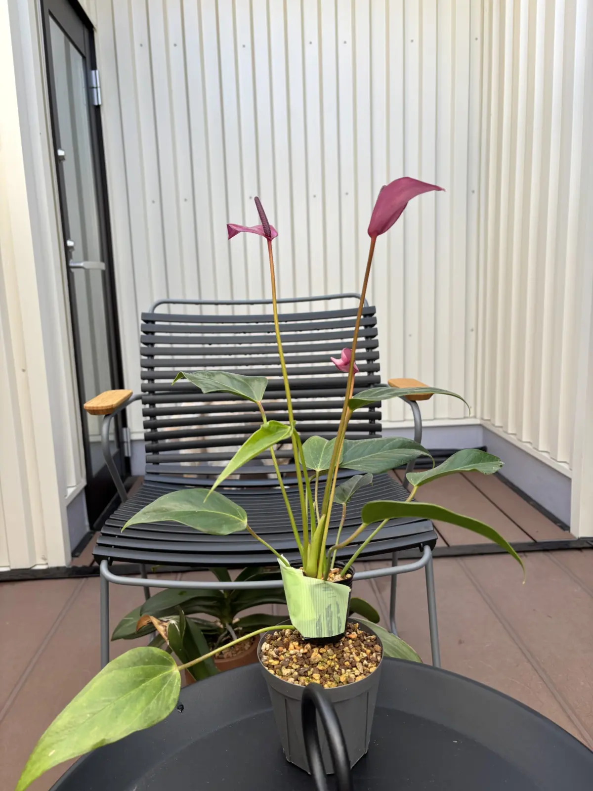 アンスリウム　ジゾー　ダサい