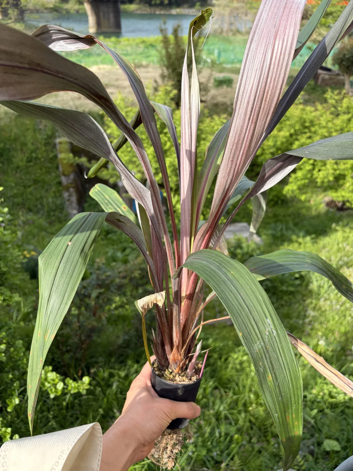 ピトカイルニア　ハッティー