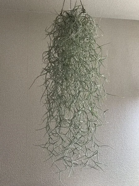 ティランジア ウスネオイデス