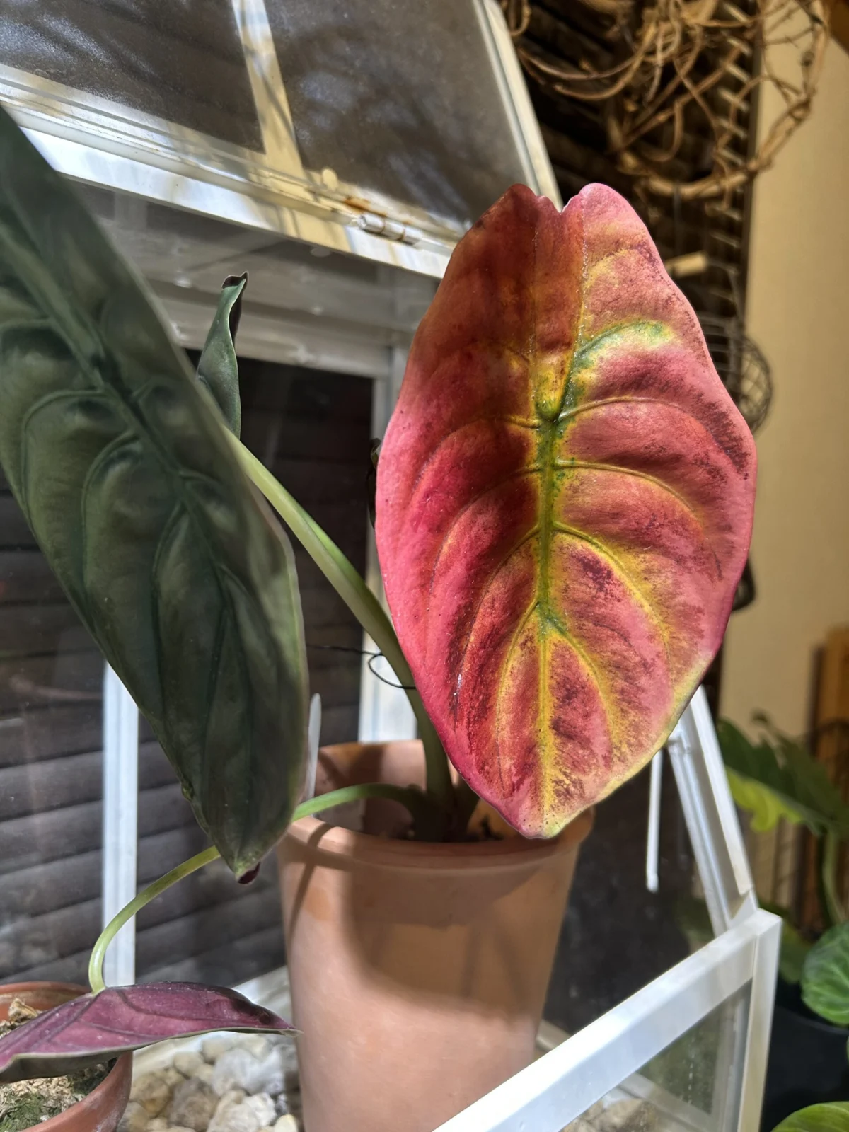 アロカシア　クプレア