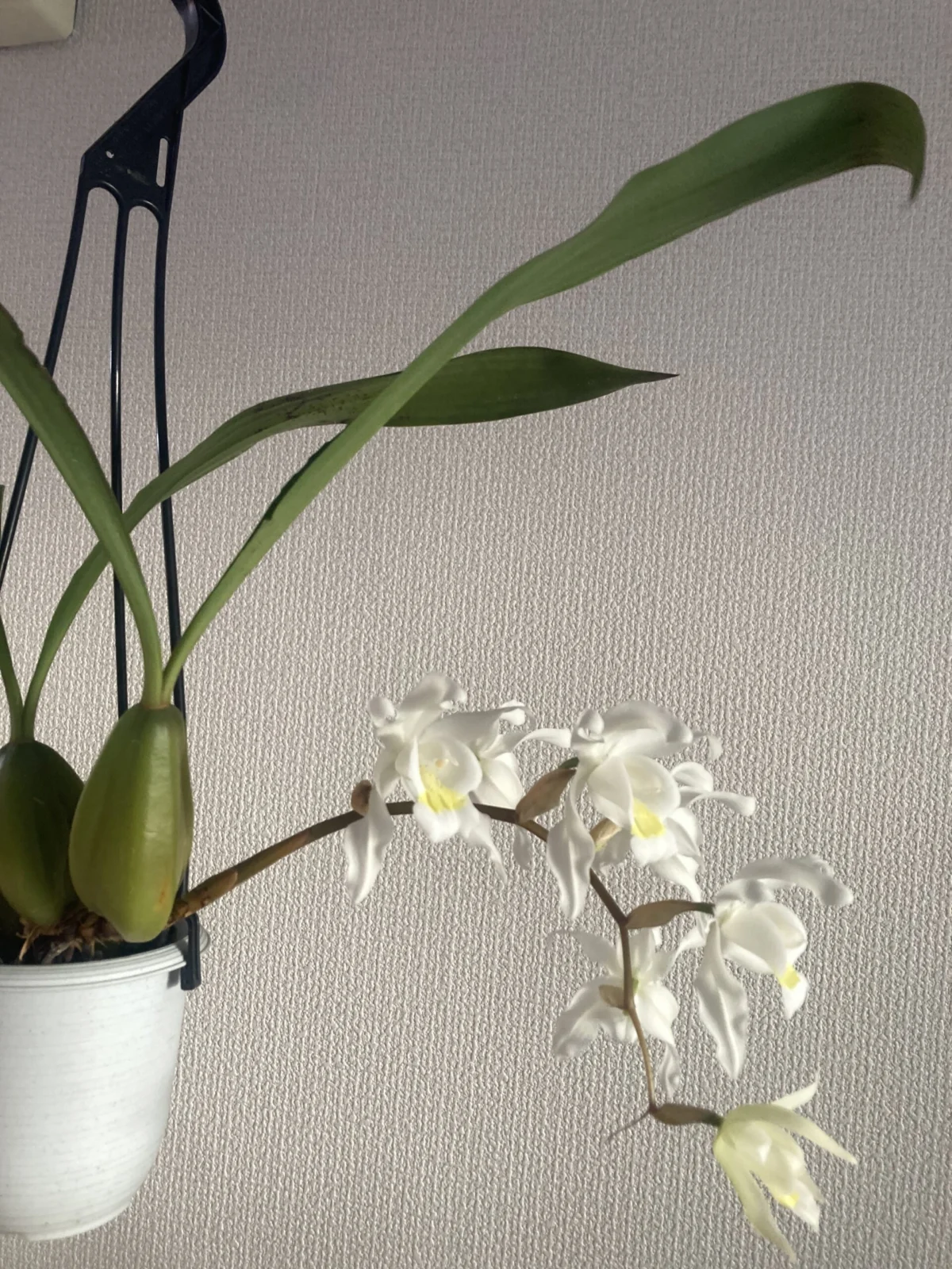 セロジネ　インターメディア　満開