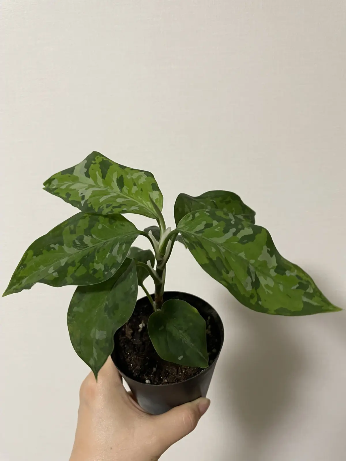 アグラオネマ　ピクタム　トリカラー　札落ち