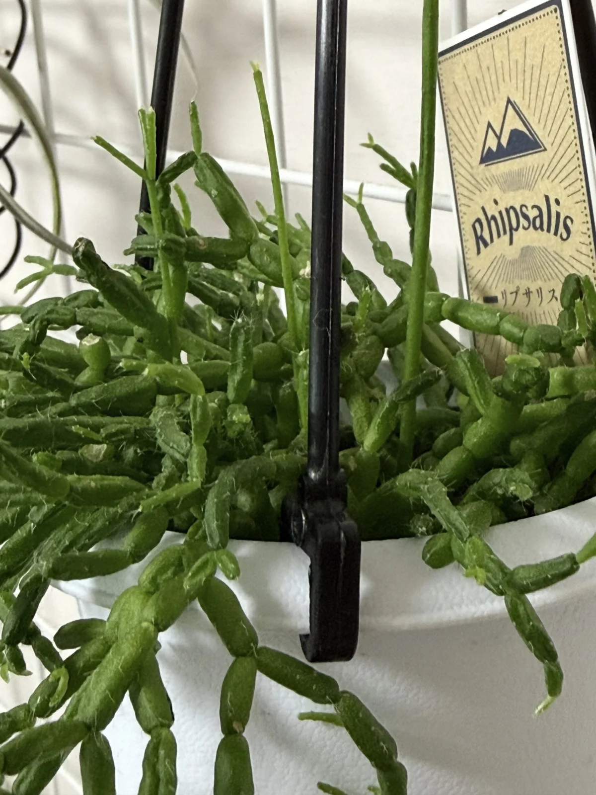 リプサリス　セレウスクラ