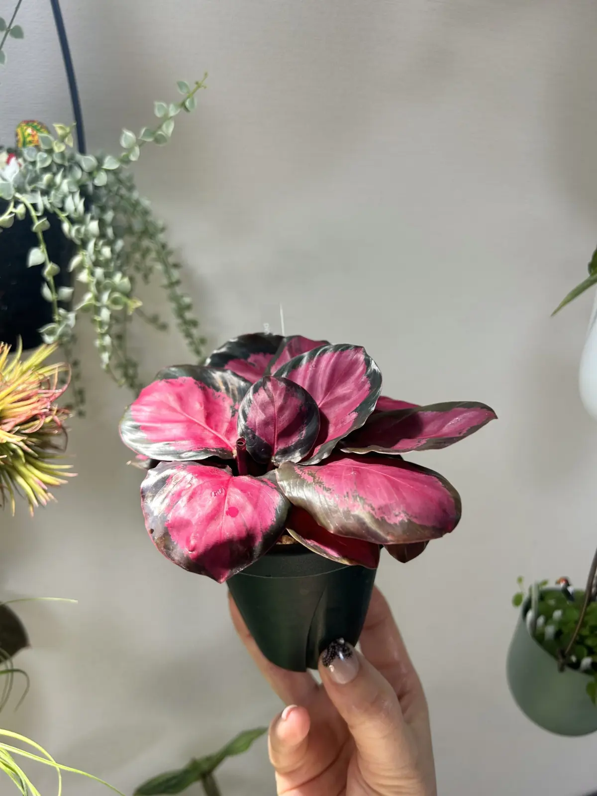 カラテア ピクツラータ クリムゾン