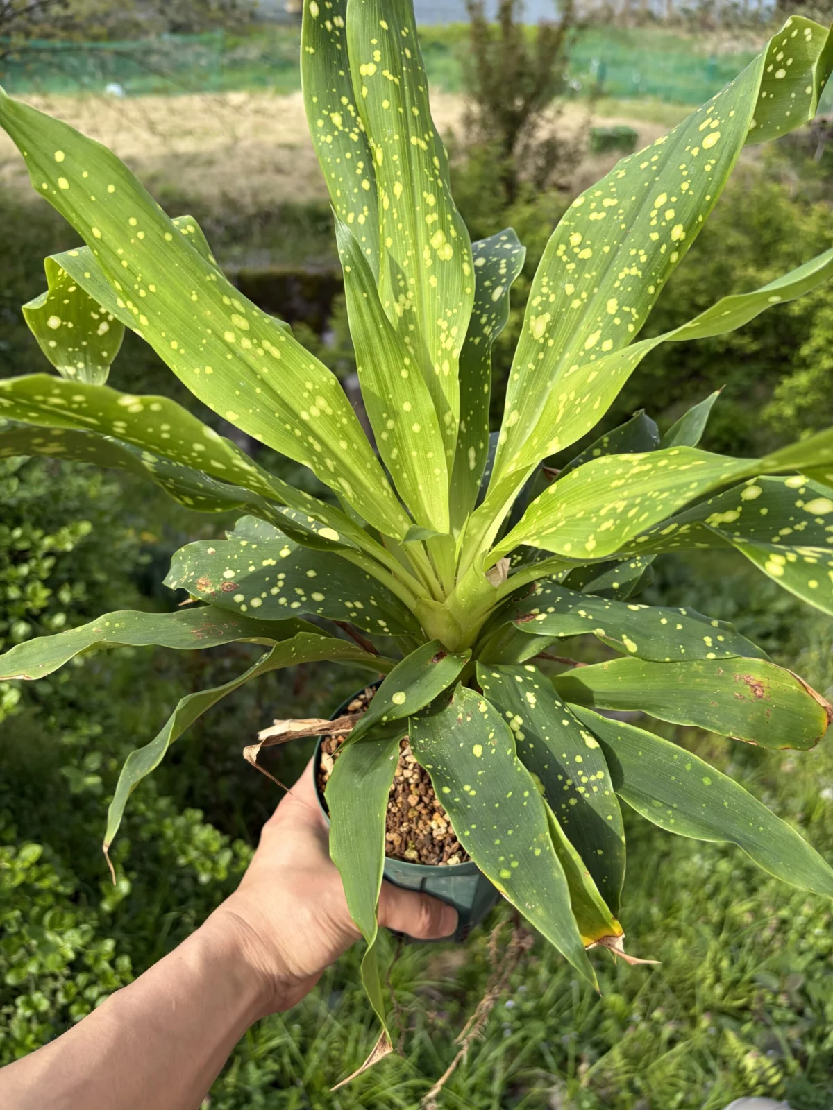 ピトカイルニア　スターリーディライト