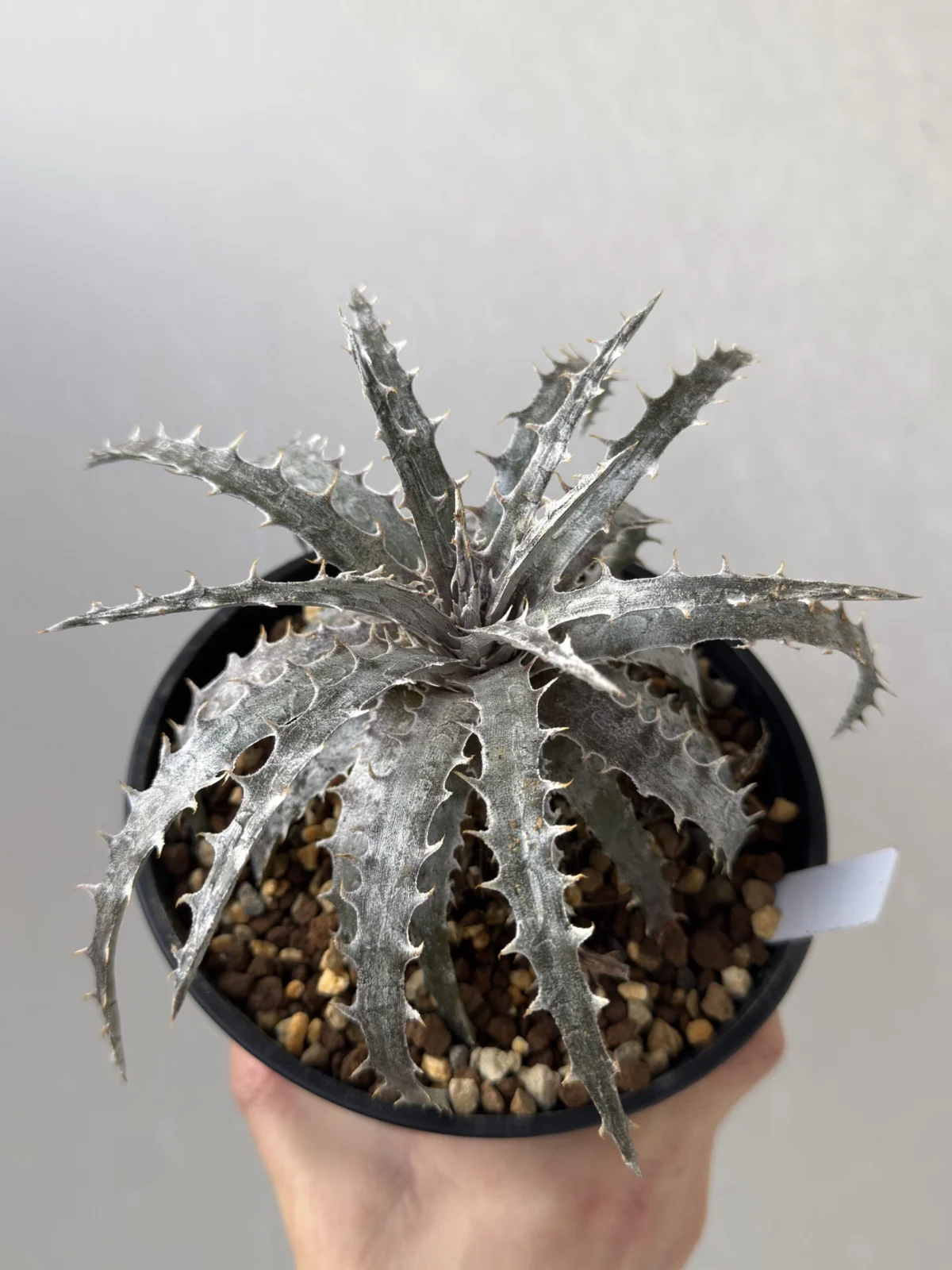 ディッキア シルバーマーキュリー