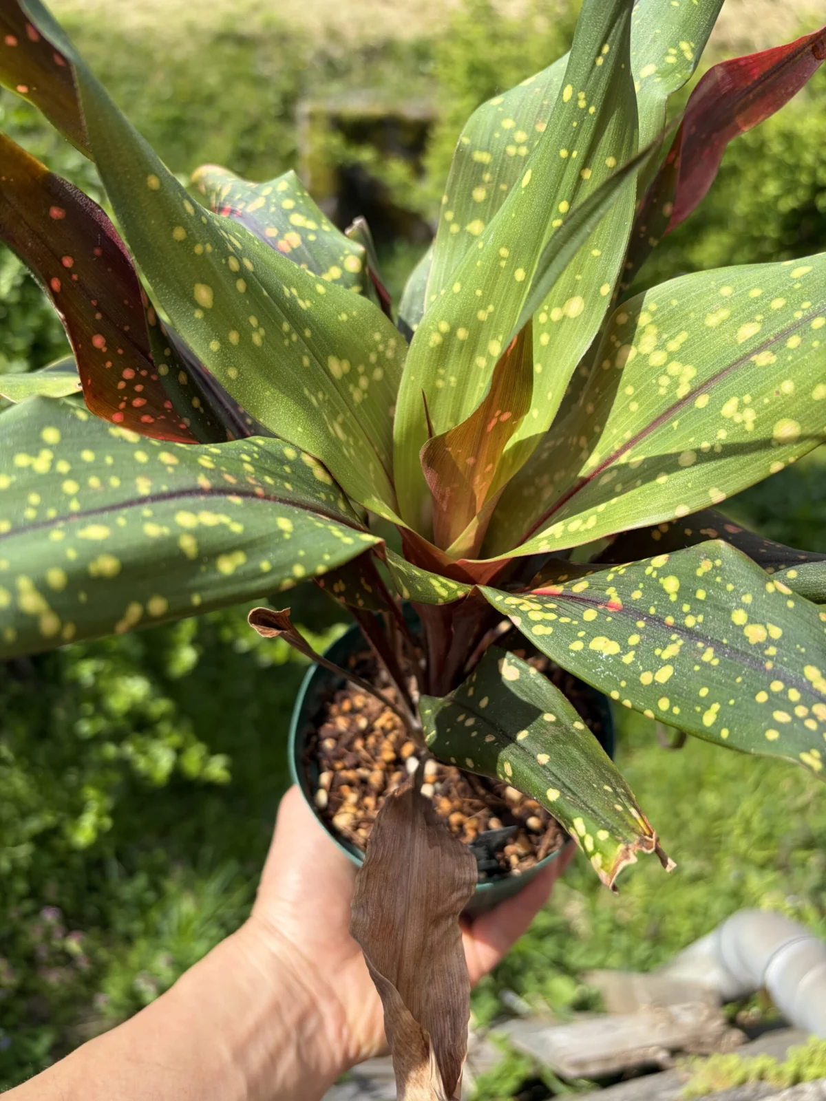 ピトカイルニア　スターリーナイト