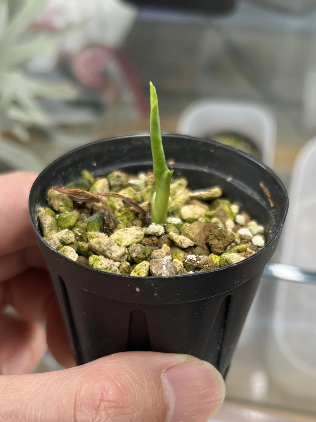 アロカシア　グリーンベルベット　斑入り