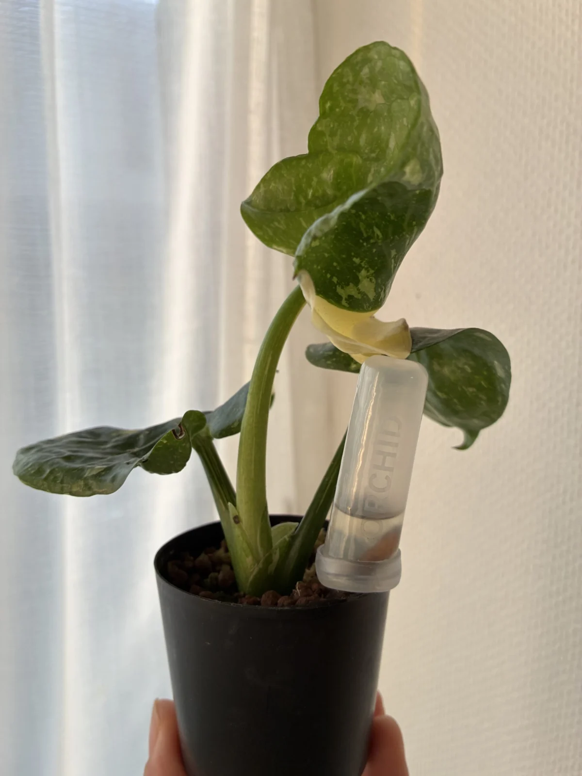 モンステラ　タイコンステレーション