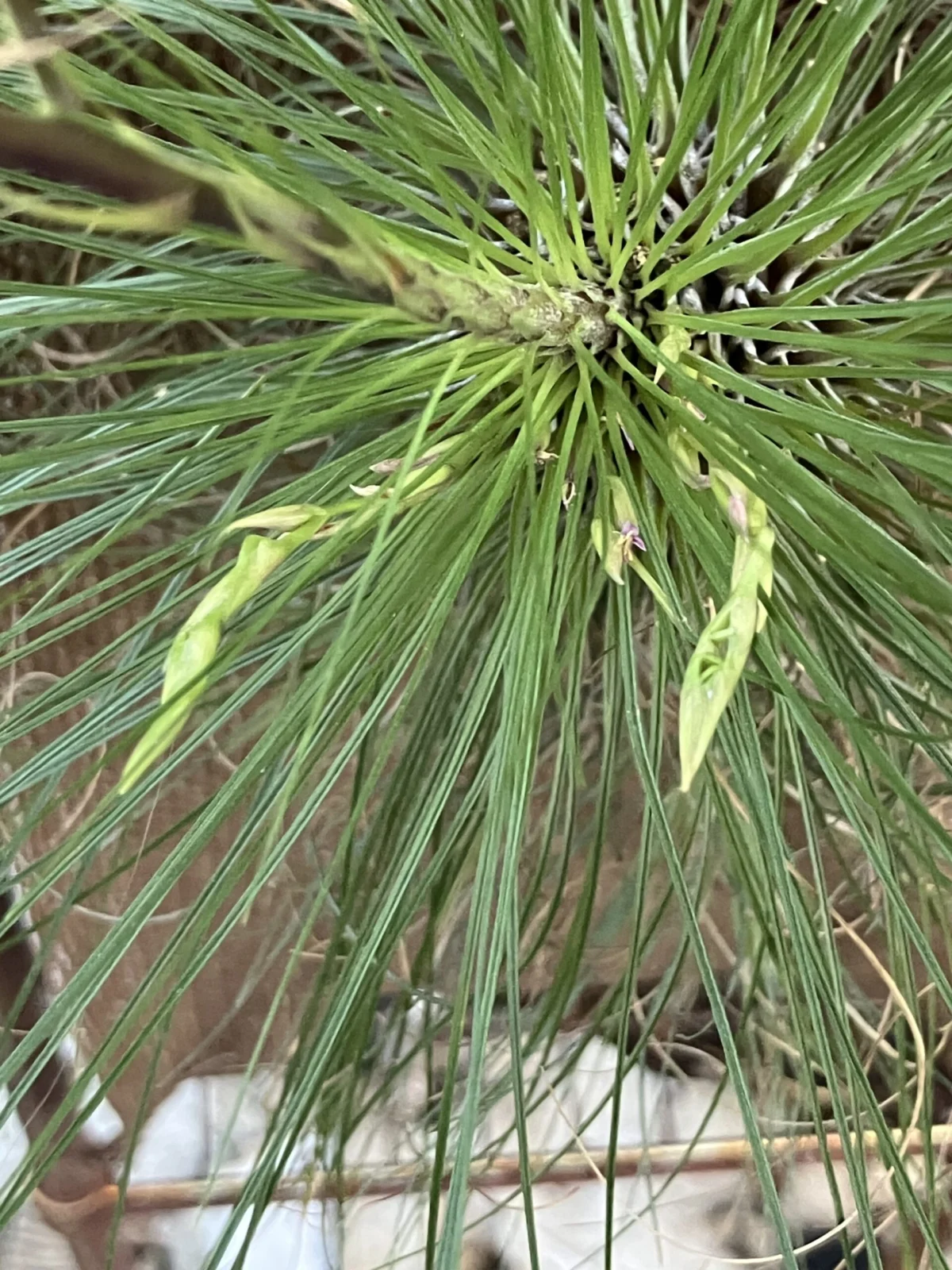 チランジア フィリフォリア 花序