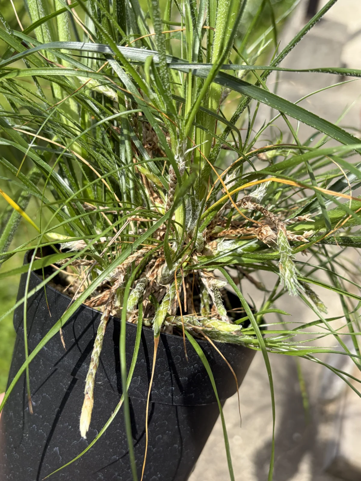 ピトカイルニア　コンドレンシス