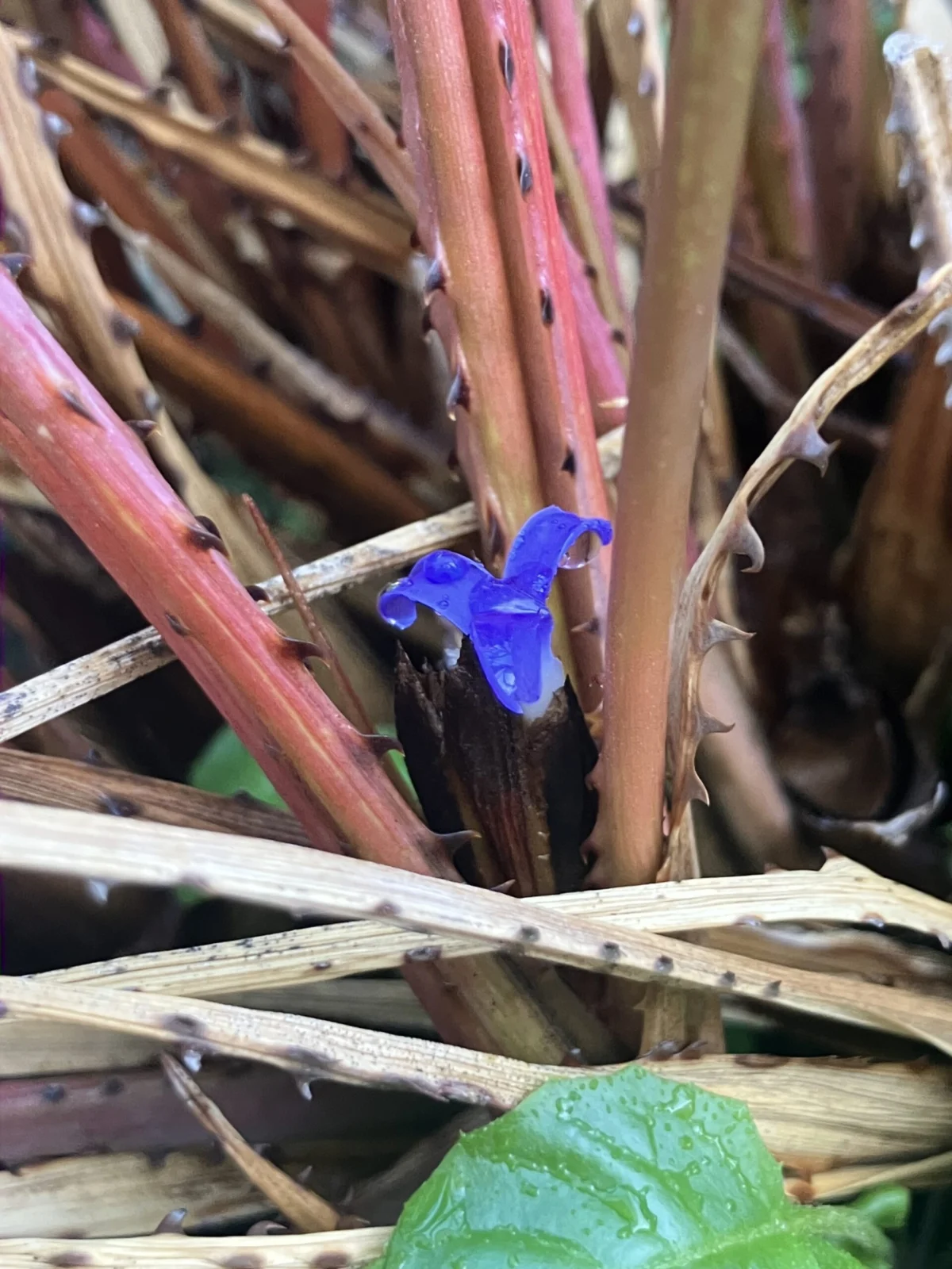 アカントスタキス　ピトカイルオイデス　花