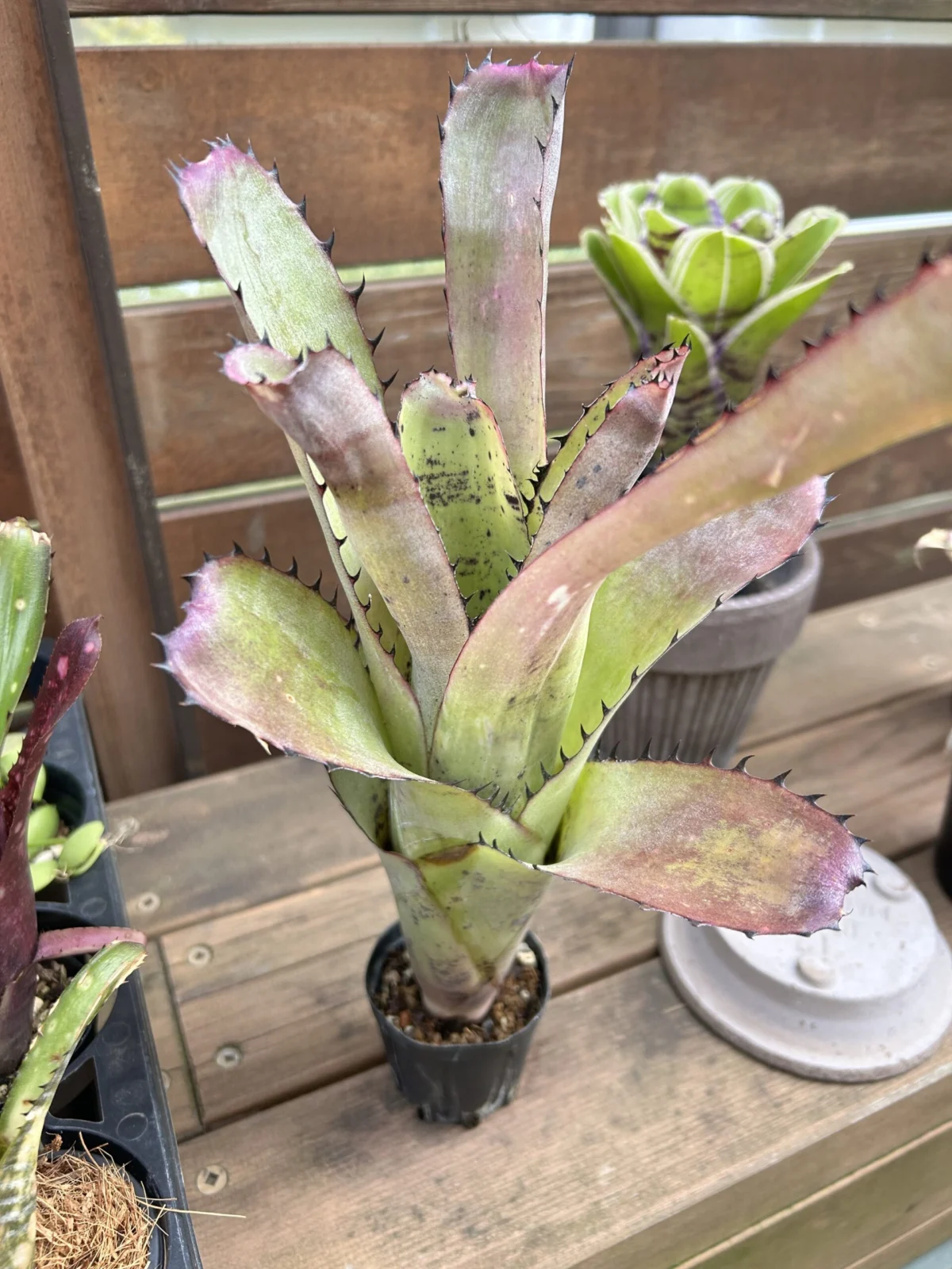 ビルベルギア　サンデリアナ