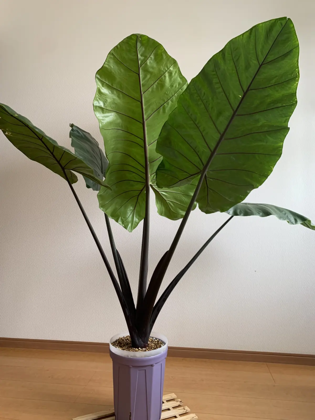 アロカシア　ブラックステム