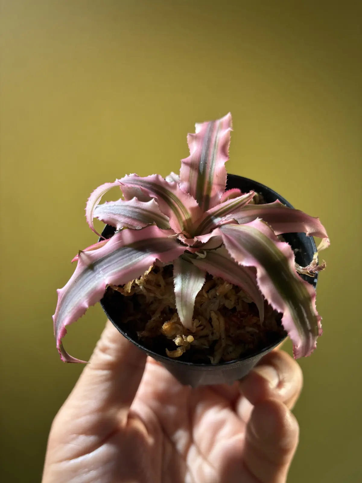 クリプタンサス　ピンクスターライト