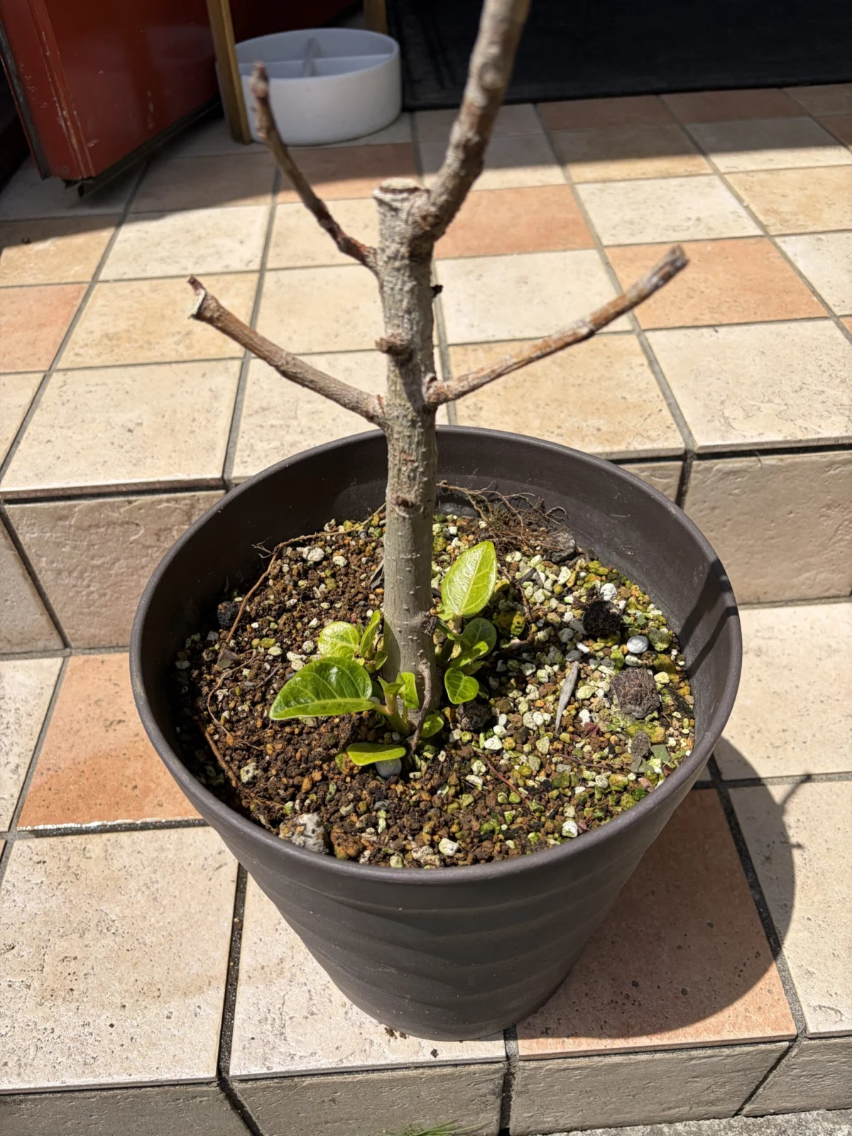 フィカス　アルテシマ　横浜