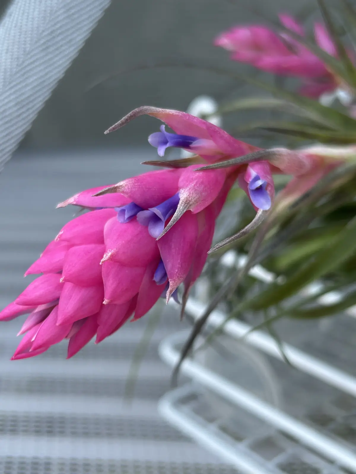 ティランジア　花