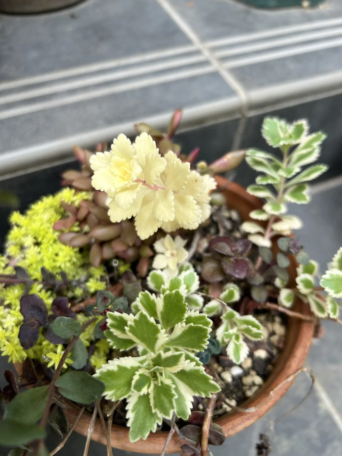 セダム　アトランティス