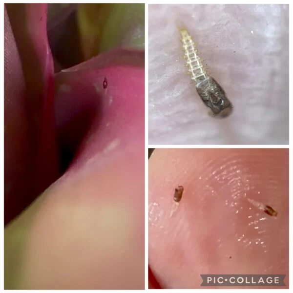 ネオレゲリア ベアフットディーバ 害虫