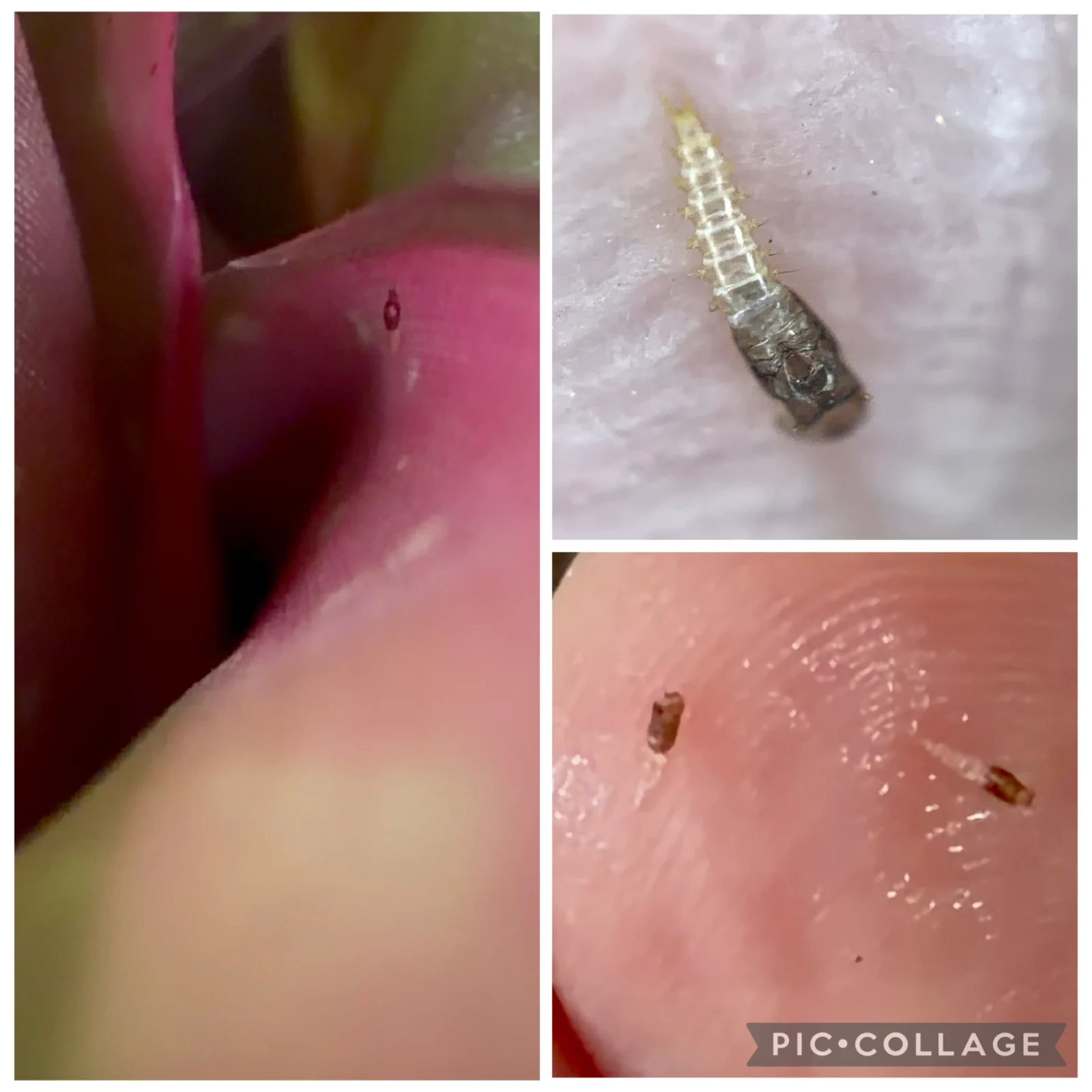 ネオレゲリア ベアフットディーバ 害虫
