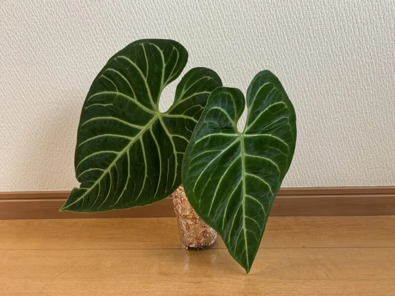 アンスリウム　レガレ