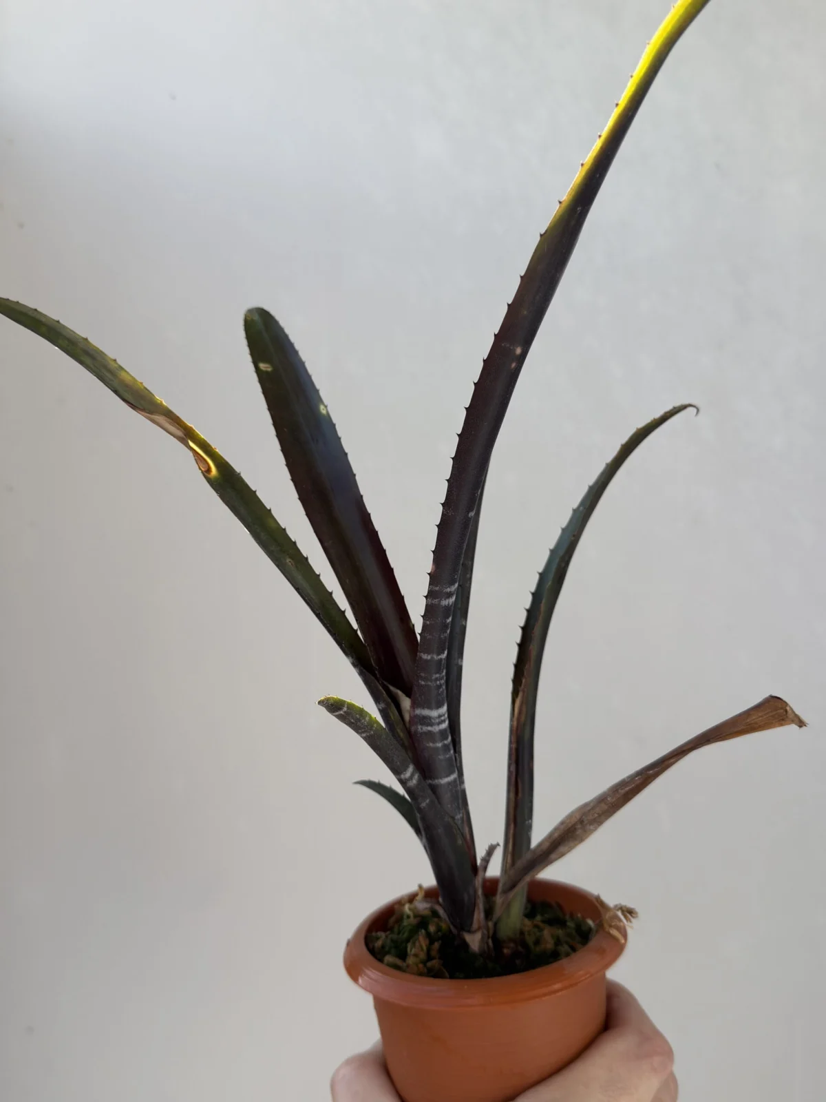 ビルベルギア ダースベイダー