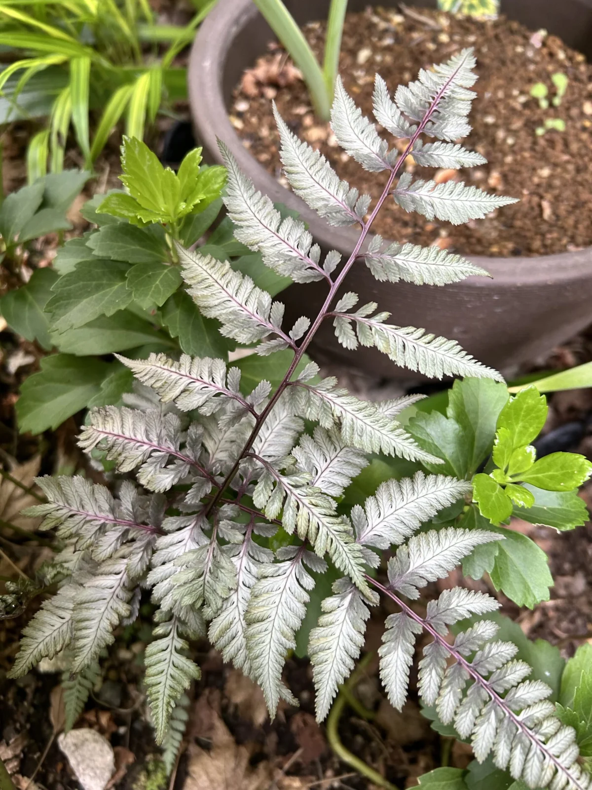 ニシキシダ　シルバーフォール