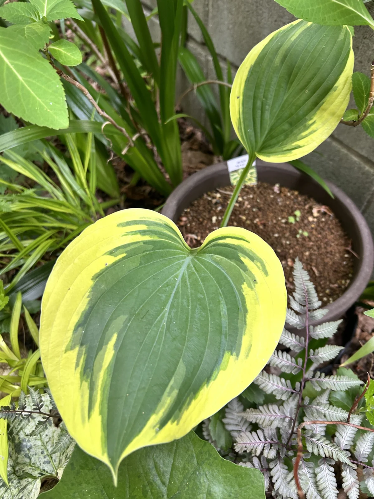 ホスタ　リバティ