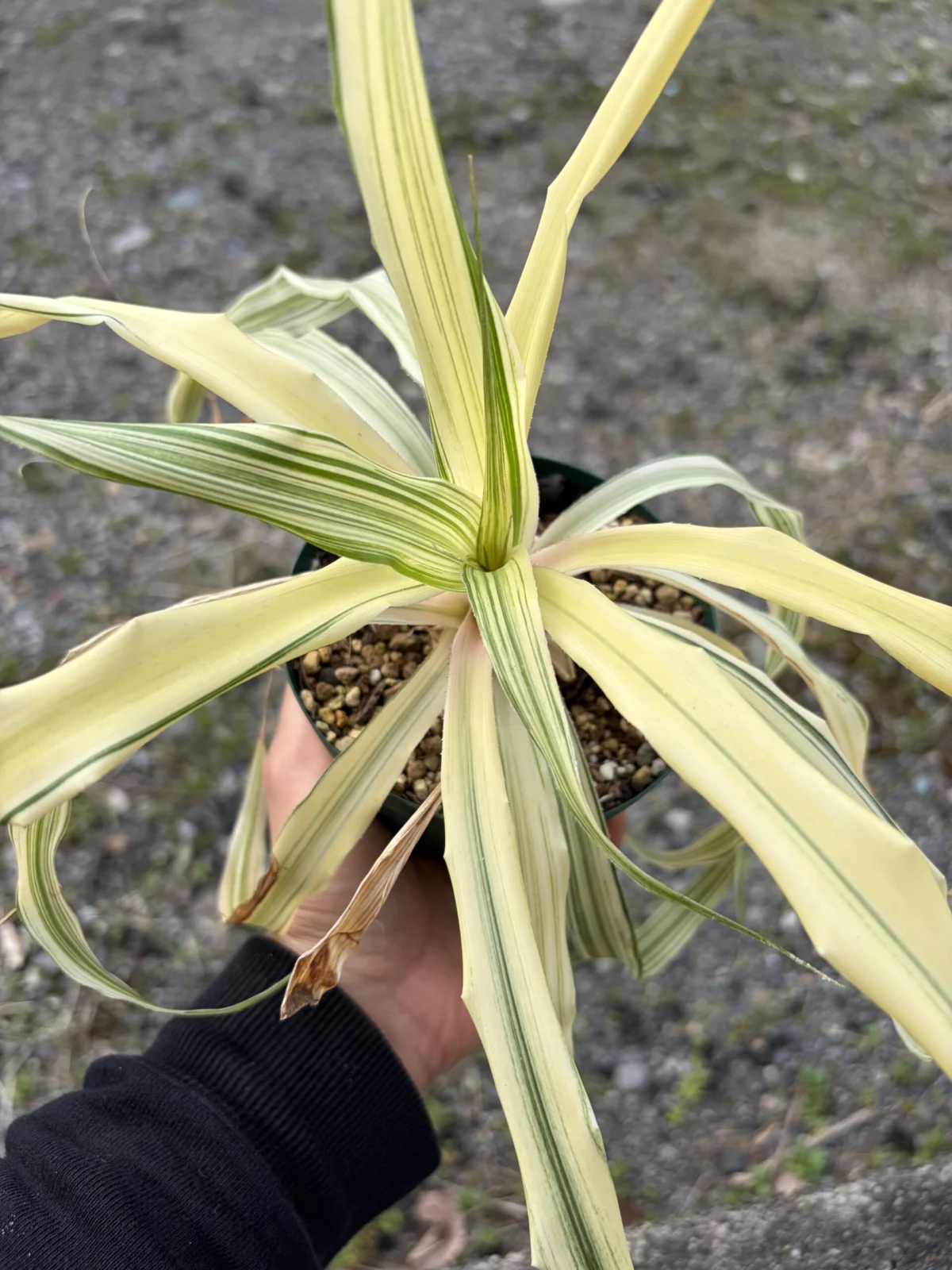 ピトカイルニア　エキナータ　ストリーカー