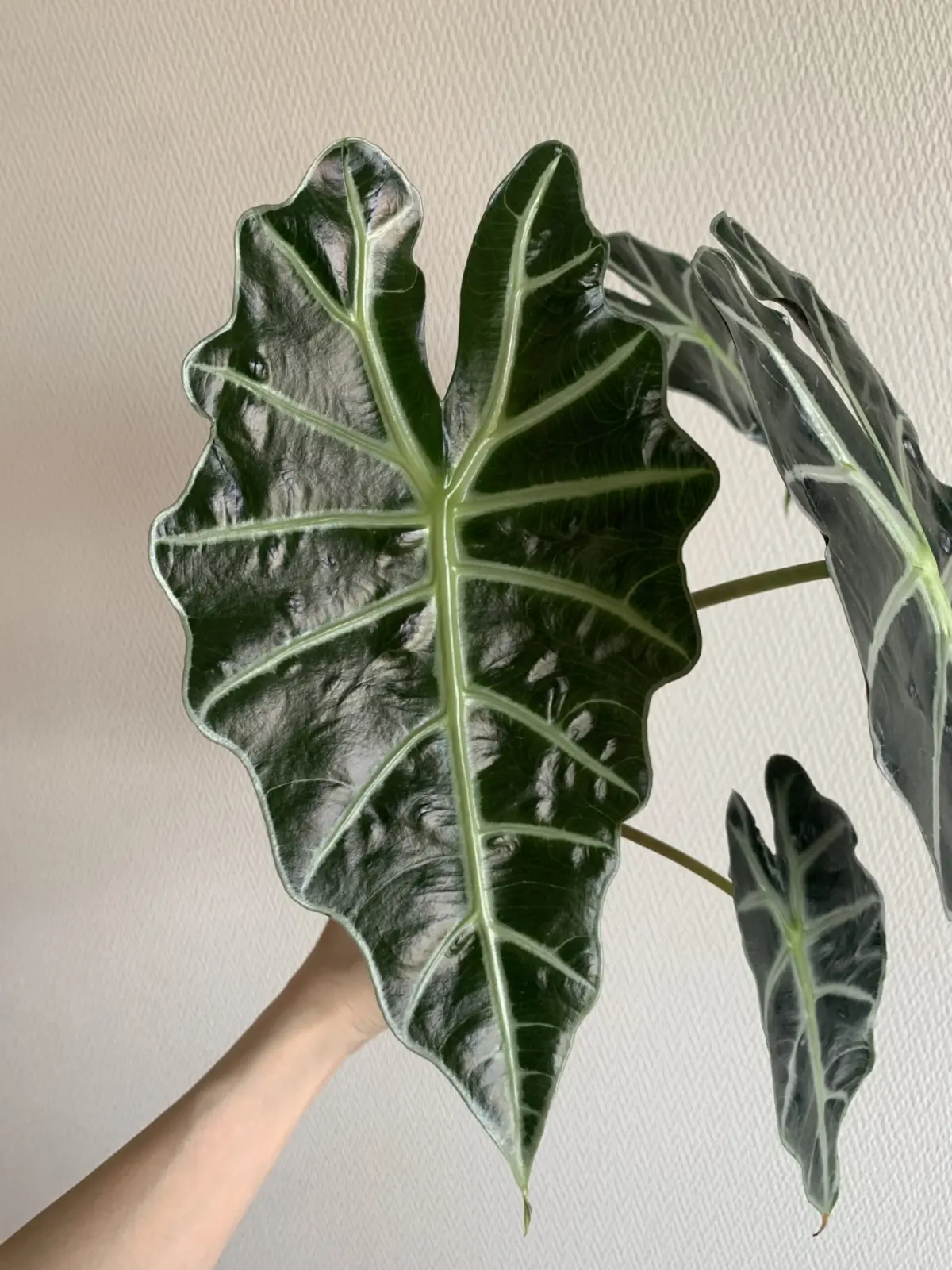 アロカシア　アマゾニカ