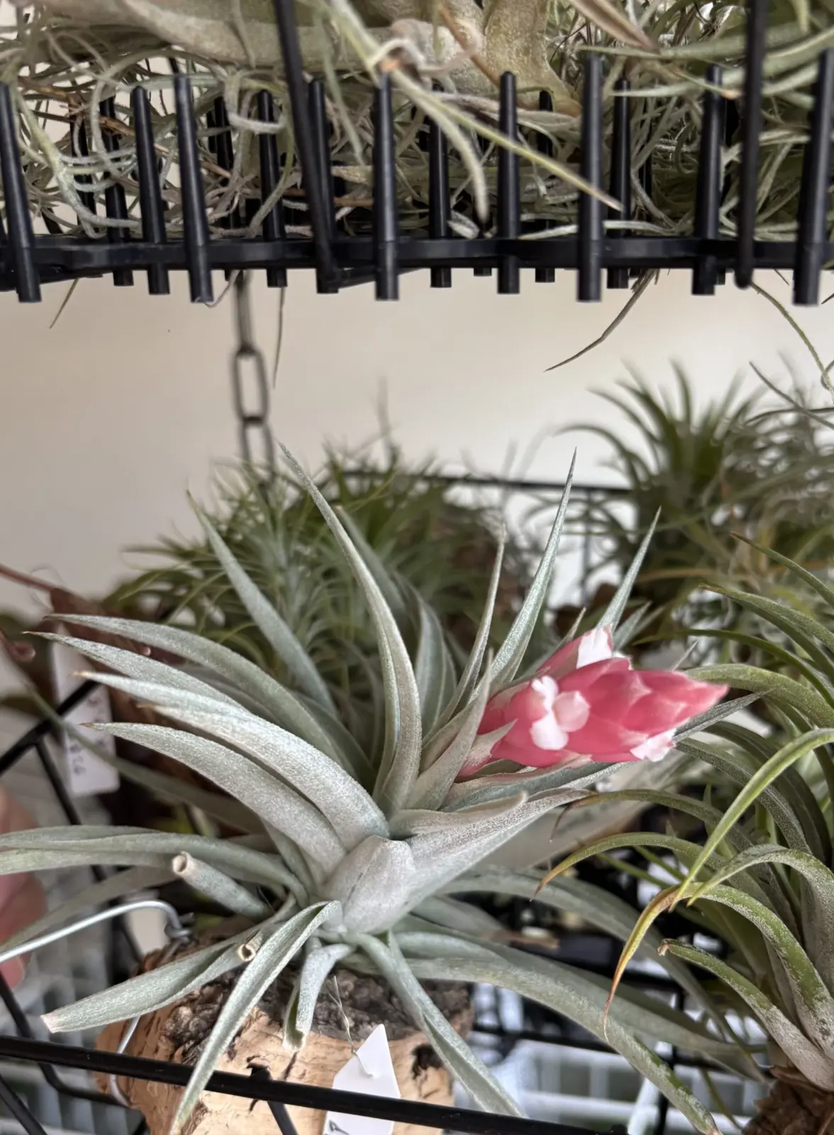 ティランジア　レクルビフォリア