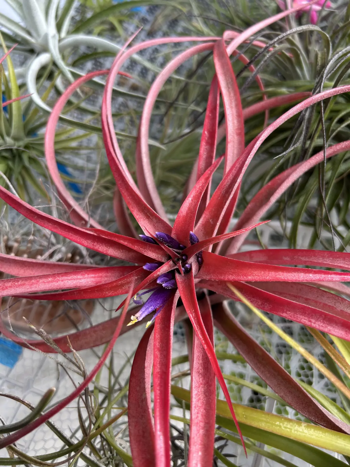 ティランジア　花